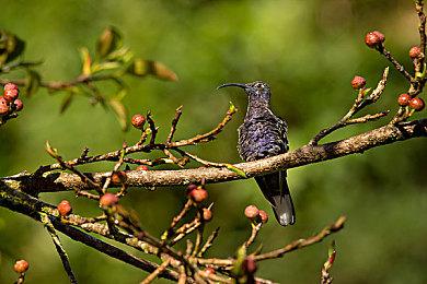 MMORPG名作《仙境传说3》曝光 或2026年推出